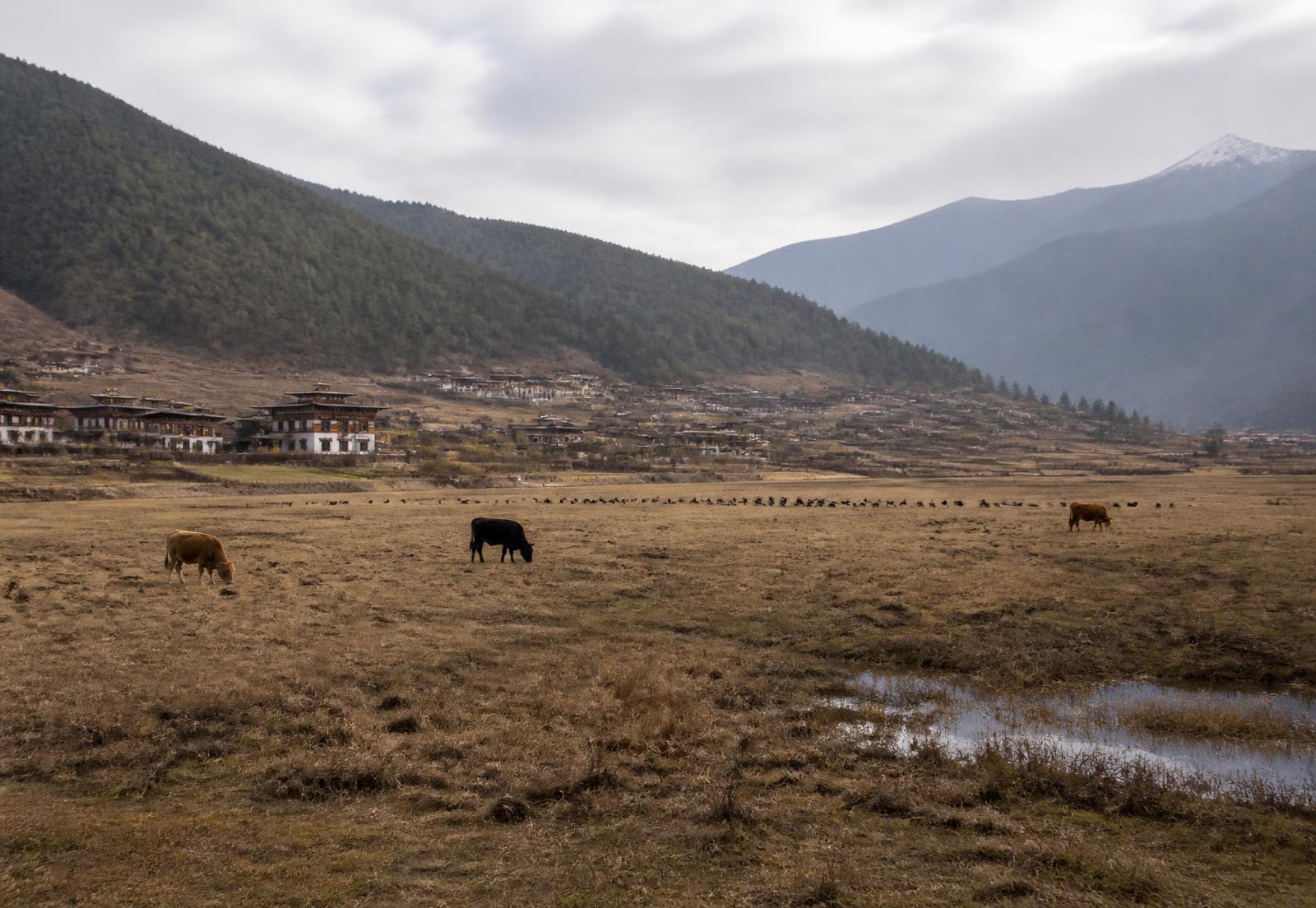 Phobjikha Valley, Central Bhutan, Bhutan